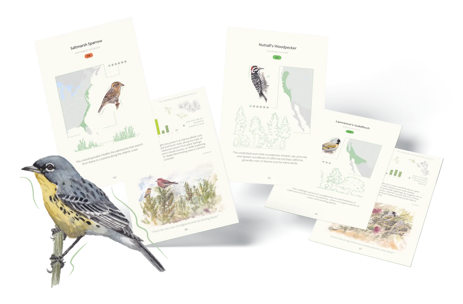 A species-account spread from the field guide half